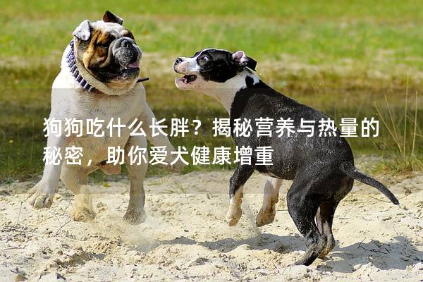 狗狗吃什么長胖？揭秘營養與熱量的秘密，助你愛犬健康增重