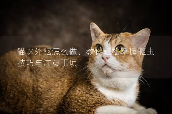 貓咪外驅怎么做，教你輕松掌握驅蟲技巧與注意事項