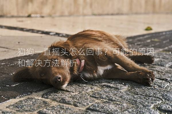 狗狗一直搖頭怎么回事？可能的原因和解決方法解析