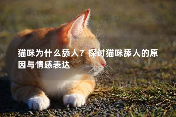貓咪為什么舔人？探討貓咪舔人的原因與情感表達