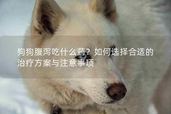 狗狗腹瀉吃什么藥？如何選擇合適的治療方案與注意事項(xiàng)