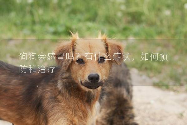 狗狗會感冒嗎？有什么癥狀，如何預防和治療