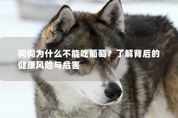 狗狗為什么不能吃葡萄？了解背后的健康風(fēng)險(xiǎn)與危害