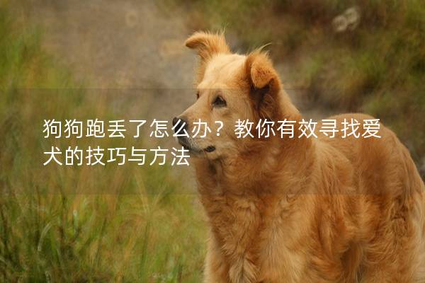 狗狗跑丟了怎么辦？教你有效尋找愛犬的技巧與方法