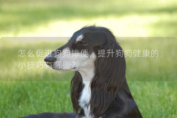 怎么促進狗狗排便,提升狗狗健康的小技巧有哪些? 怎么促進狗狗排便,提升狗狗健康的小技巧有哪些?