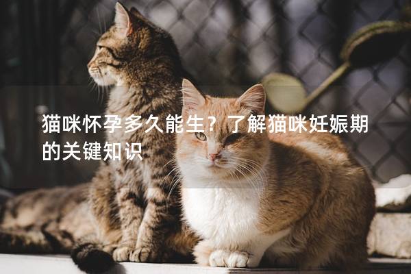 貓咪懷孕多久能生？了解貓咪妊娠期的關鍵知識