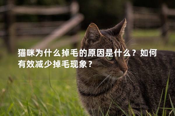 貓咪為什么掉毛的原因是什么？如何有效減少掉毛現(xiàn)象？