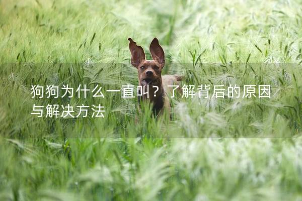 狗狗為什么一直叫？了解背后的原因與解決方法