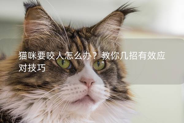 貓咪要咬人怎么辦？教你幾招有效應對技巧