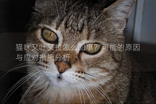 貓咪又吐又拉怎么回事？可能的原因與應對措施分析