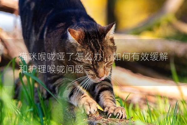 貓咪喉嚨啞了怎么辦，如何有效緩解和護理喉嚨問題