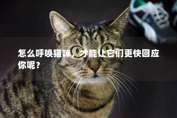 怎么呼喚貓咪，才能讓它們更快回應(yīng)你呢？