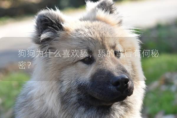 狗狗為什么喜歡舔，舔的背后有何秘密？