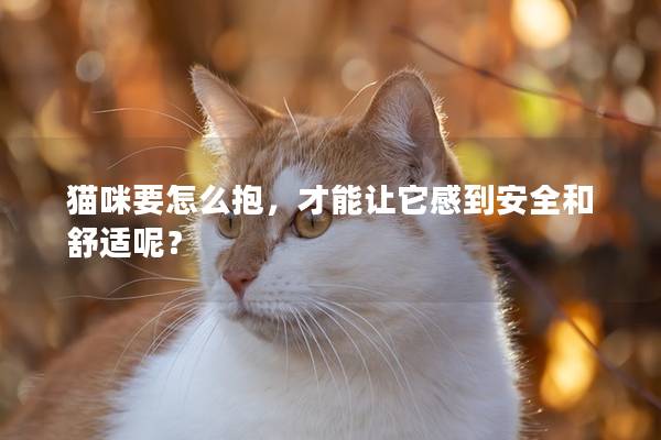 貓咪要怎么抱，才能讓它感到安全和舒適呢？