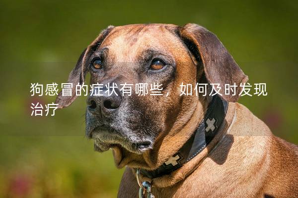 狗感冒的癥狀有哪些,如何及時(shí)發(fā)現(xiàn)治療 狗感冒的癥狀有哪些,如何及時(shí)發(fā)現(xiàn)治療