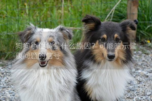 狗狗小便黃是什么原因？可能暗示健康問題的信號