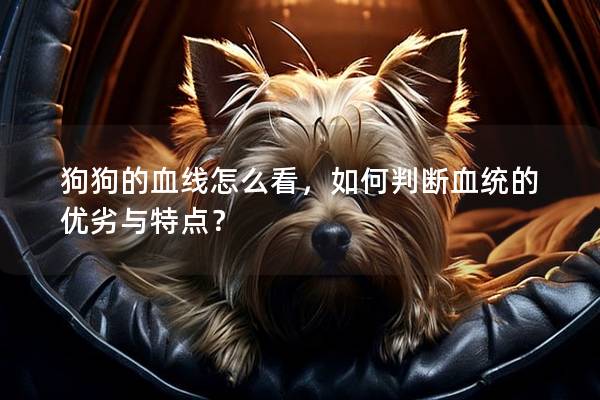狗狗的血線怎么看，如何判斷血統(tǒng)的優(yōu)劣與特點？