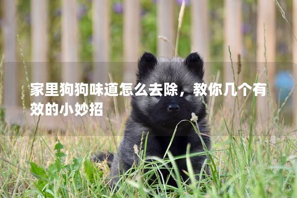 家里狗狗味道怎么去除，教你幾個(gè)有效的小妙招