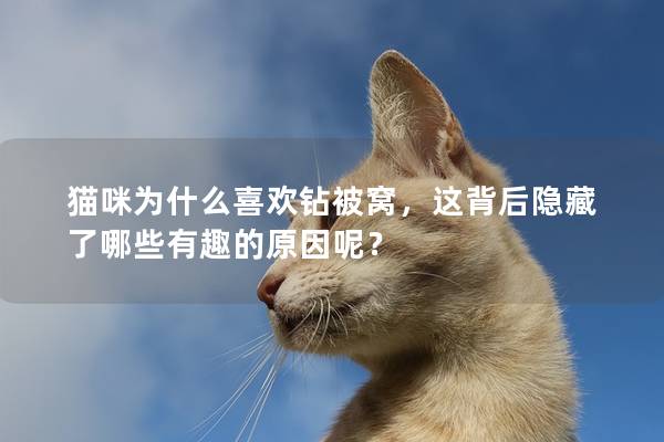 貓咪為什么喜歡鉆被窩，這背后隱藏了哪些有趣的原因呢？