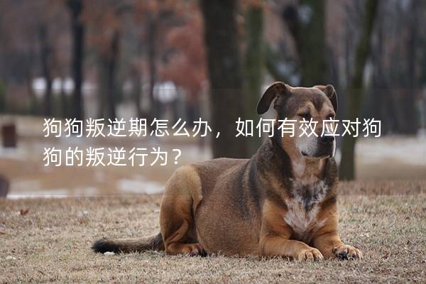 狗狗叛逆期怎么辦，如何有效應對狗狗的叛逆行為？