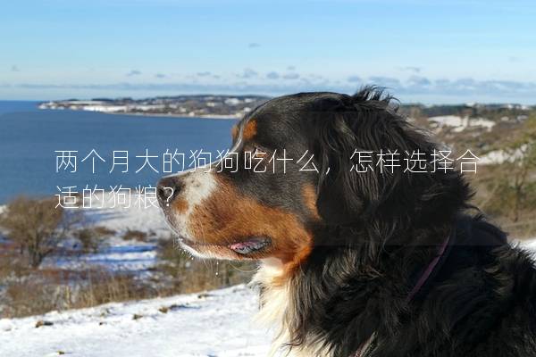 兩個月大的狗狗吃什么，怎樣選擇合適的狗糧？