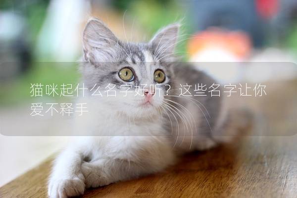 貓咪起什么名字好聽？這些名字讓你愛不釋手