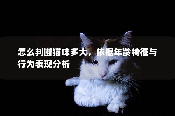 怎么判斷貓咪多大，依據(jù)年齡特征與行為表現(xiàn)分析