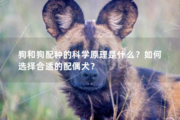 狗和狗配種的科學原理是什么？如何選擇合適的配偶犬？