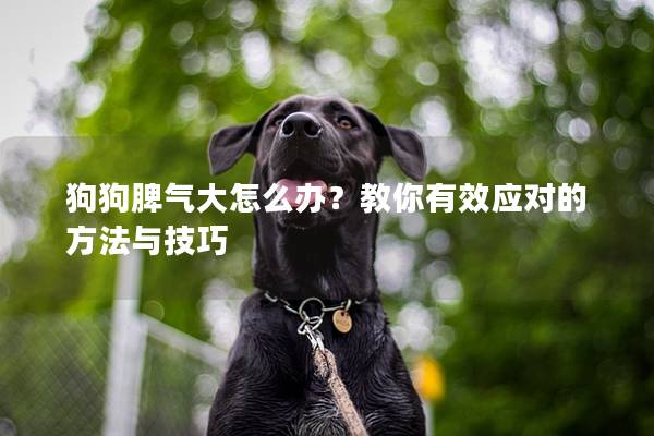 狗狗脾氣大怎么辦？教你有效應(yīng)對的方法與技巧