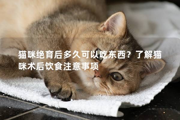 貓咪絕育后多久可以吃東西？了解貓咪術后飲食注意事項