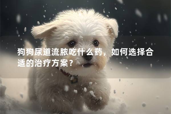 狗狗尿道流膿吃什么藥，如何選擇合適的治療方案？