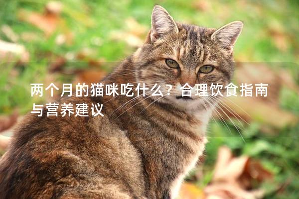 兩個月的貓咪吃什么？合理飲食指南與營養建議