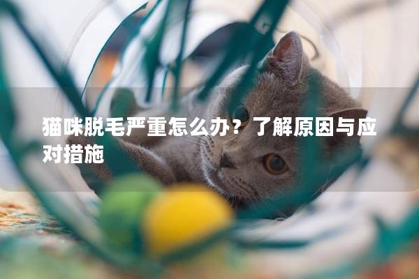 貓咪脫毛嚴重怎么辦？了解原因與應對措施