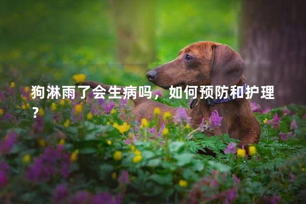 狗淋雨了會生病嗎，如何預防和護理？