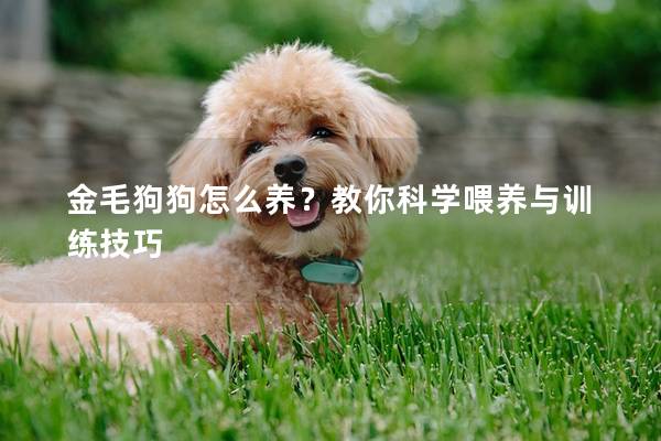 金毛狗狗怎么養(yǎng)？教你科學(xué)喂養(yǎng)與訓(xùn)練技巧