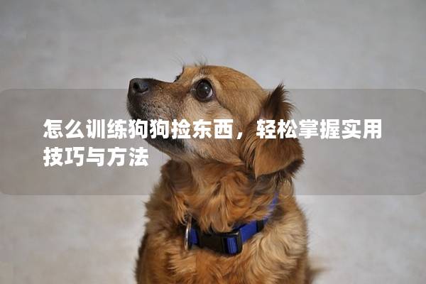 怎么訓練狗狗撿東西，輕松掌握實用技巧與方法