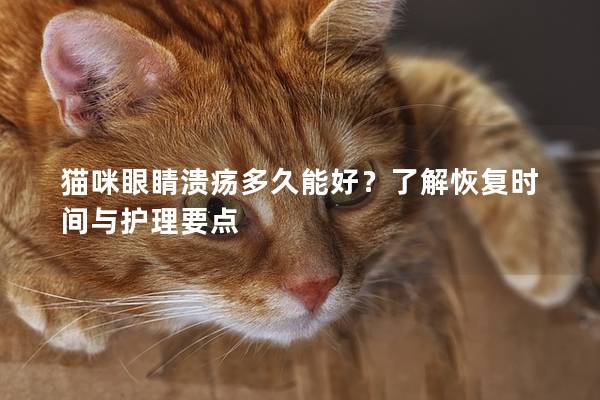 貓咪眼睛潰瘍多久能好？了解恢復時間與護理要點