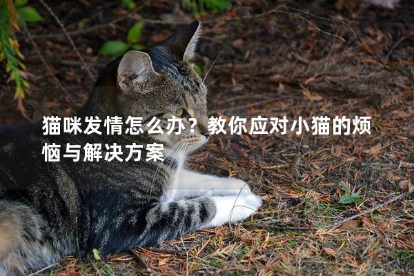 貓咪發情怎么辦？教你應對小貓的煩惱與解決方案
