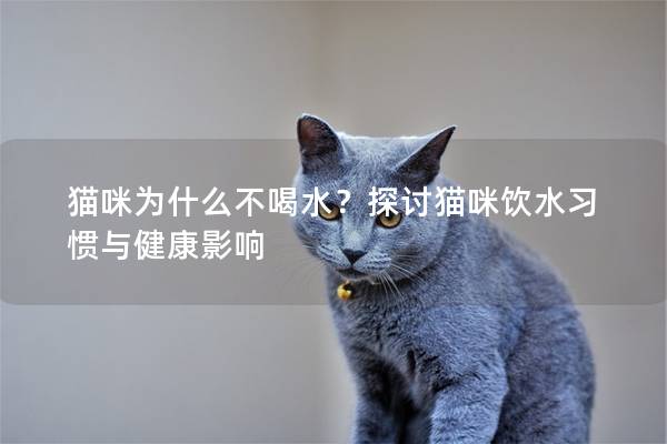 貓咪為什么不喝水？探討貓咪飲水習(xí)慣與健康影響