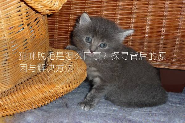 貓咪脫毛是怎么回事？探尋背后的原因與解決方法