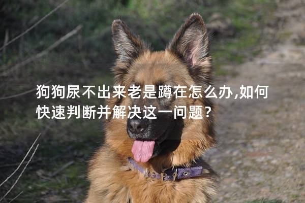 狗狗尿不出來老是蹲在怎么辦,如何快速判斷并解決這一問題？