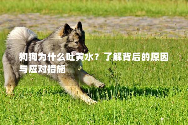 狗狗為什么吐黃水？了解背后的原因與應(yīng)對(duì)措施