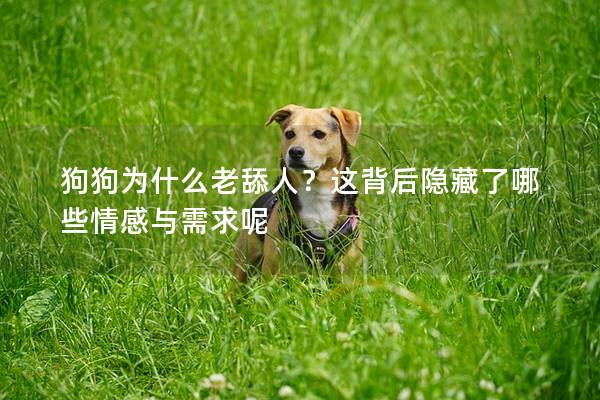 狗狗為什么老舔人？這背后隱藏了哪些情感與需求呢