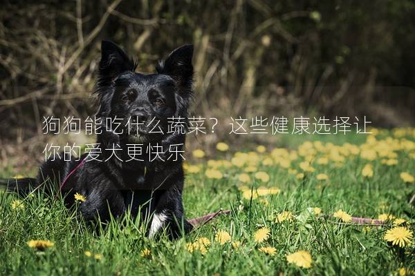 狗狗能吃什么蔬菜？這些健康選擇讓你的愛犬更快樂