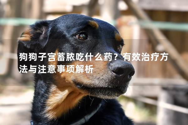 狗狗子宮蓄膿吃什么藥？有效治療方法與注意事項解析
