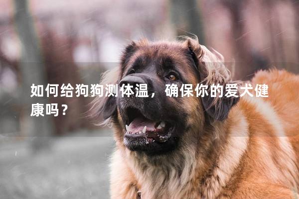 如何給狗狗測體溫,確保你的愛犬健康嗎? 如何給狗狗測體溫,確保你的愛犬健康嗎?