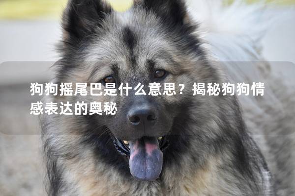 狗狗搖尾巴是什么意思？揭秘狗狗情感表達的奧秘