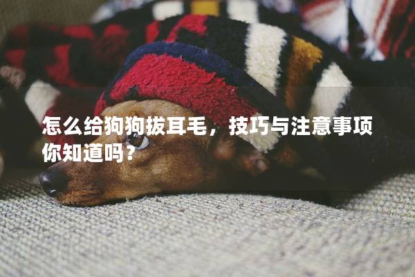 怎么給狗狗拔耳毛，技巧與注意事項你知道嗎？