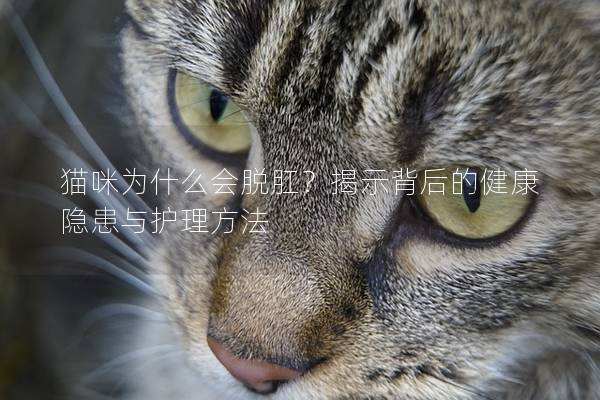 貓咪為什么會脫肛？揭示背后的健康隱患與護理方法