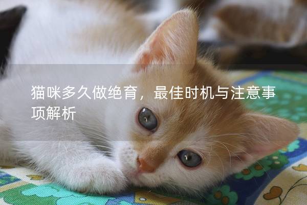 貓咪多久做絕育，最佳時機與注意事項解析